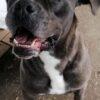 GOLIA - 5 Anni (nato a Luglio del 2020)  - Simil Cane Corso - Taglia: Grande  - Carattere: Dolce, equilibrato Foto 3